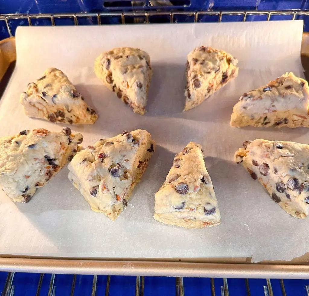 Pecan scones on a parchment lined baking sheet in the oven.